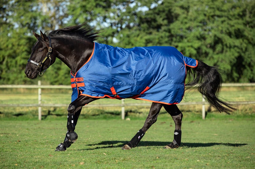 Black horse geared up for turnout in a Mio blanket, running in a fenced pasture